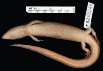 Media type: image;   Herpetology R-100546